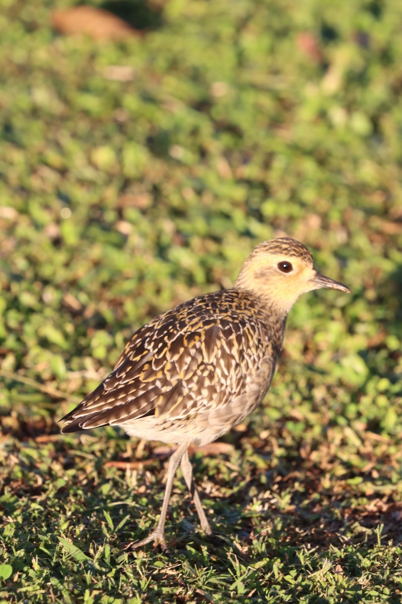 Pacific Golden-Plover - ML646720281