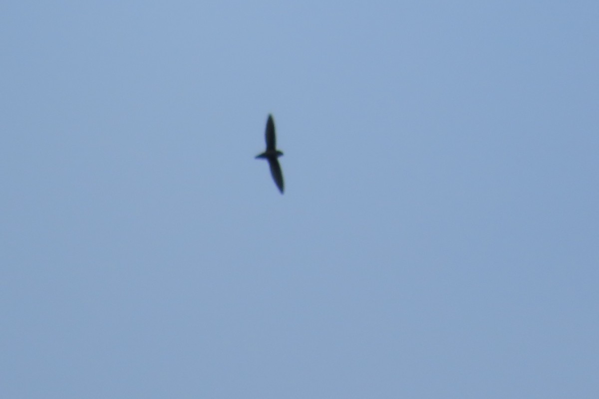 Vaux's Swift - ML646720282