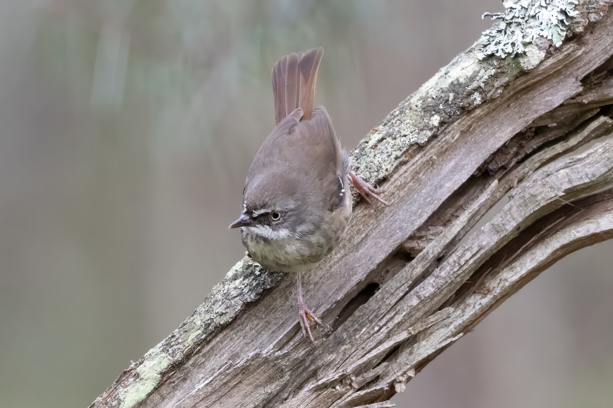 White-browed Scrubwren - ML646720283