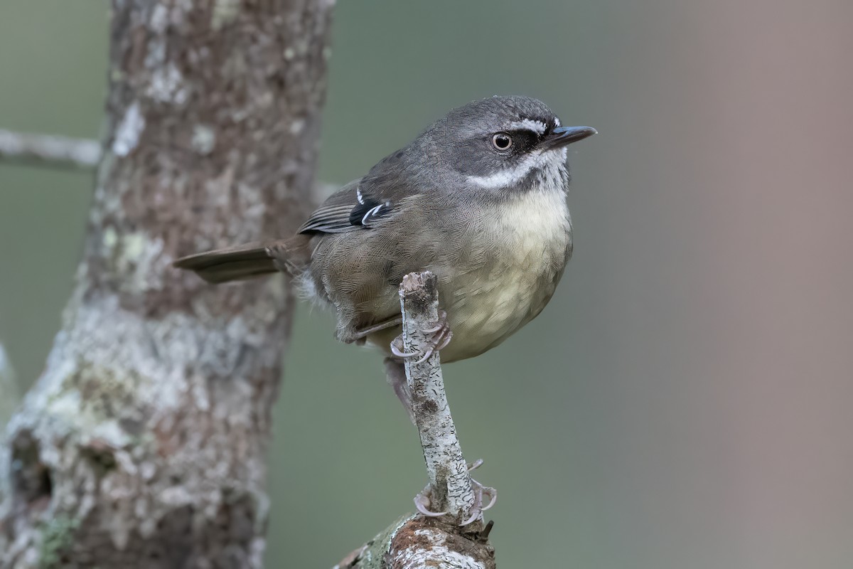 White-browed Scrubwren - ML646720284