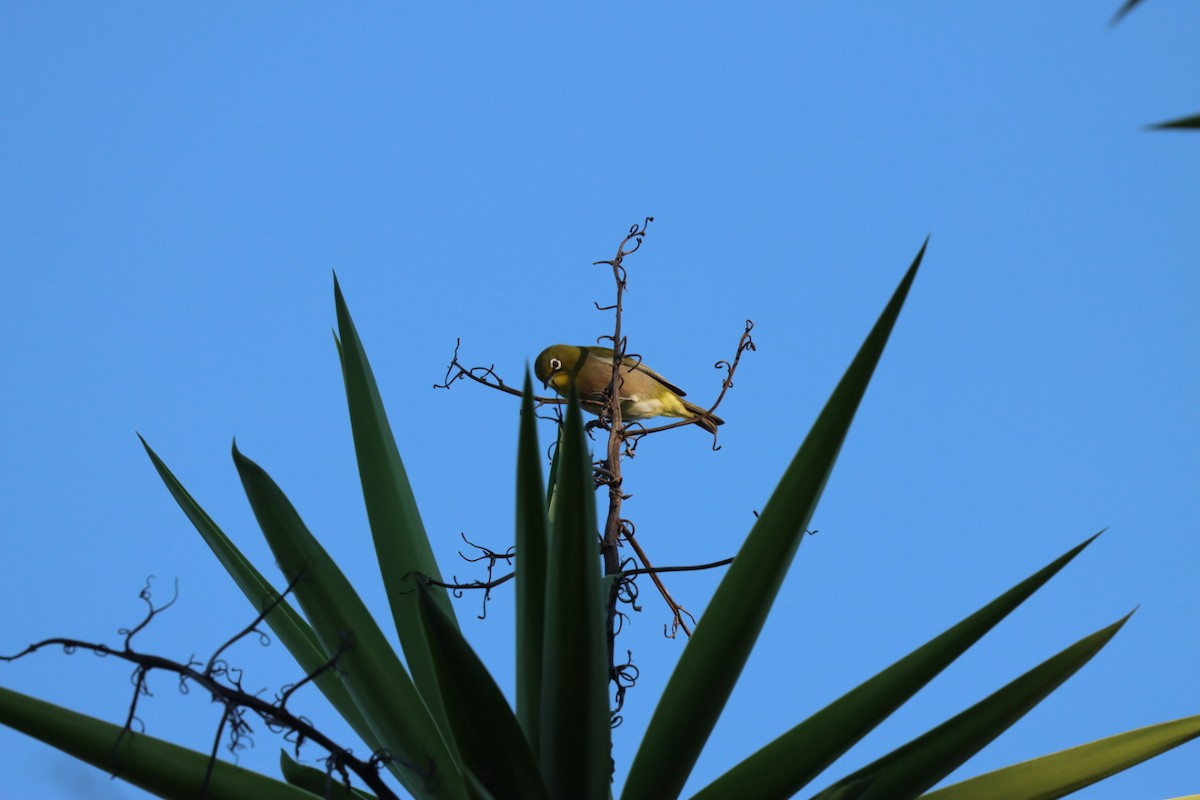 Warbling White-eye - ML646720285