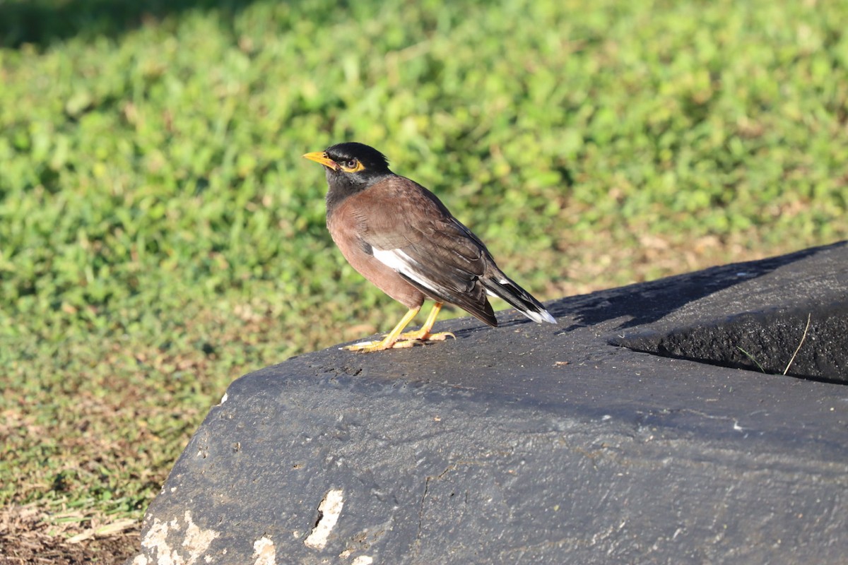 Common Myna - ML646720286