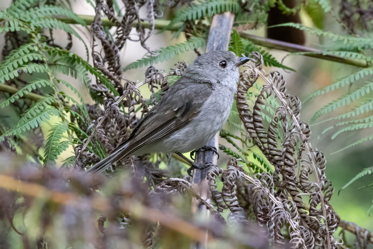Golden Whistler - ML646720291