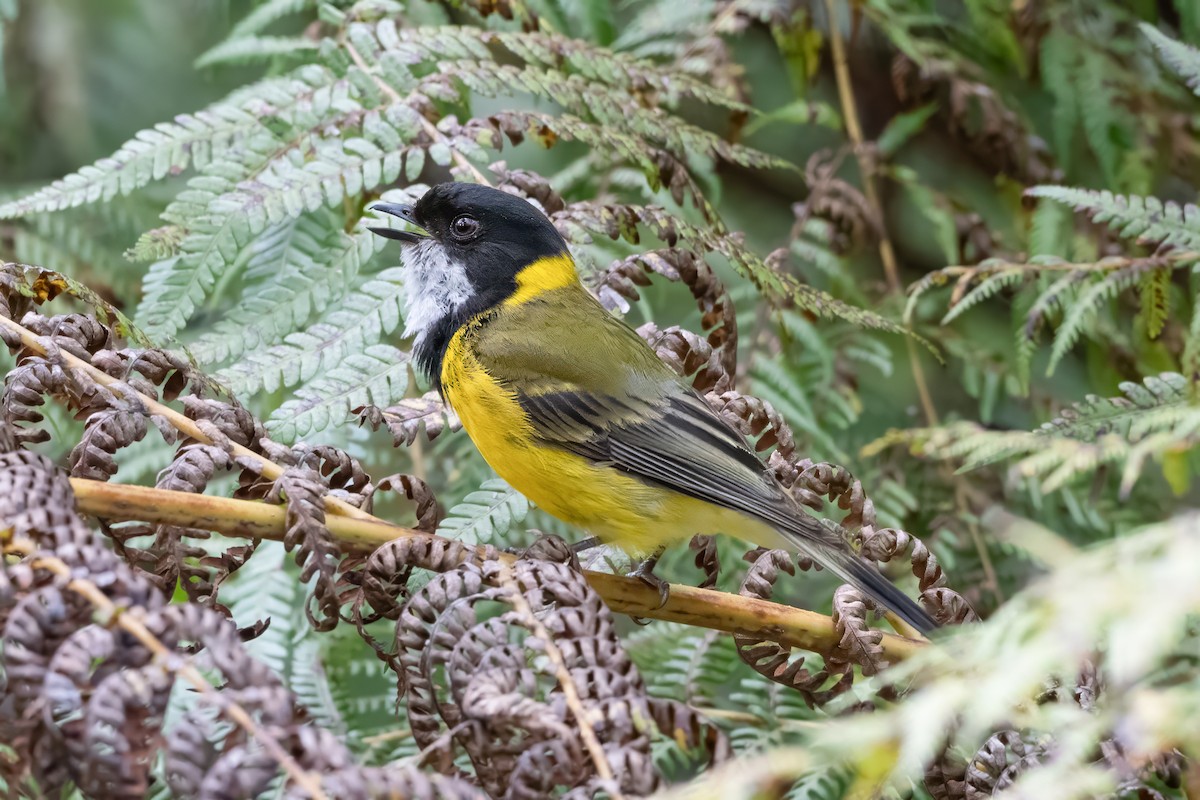 Golden Whistler - ML646720292