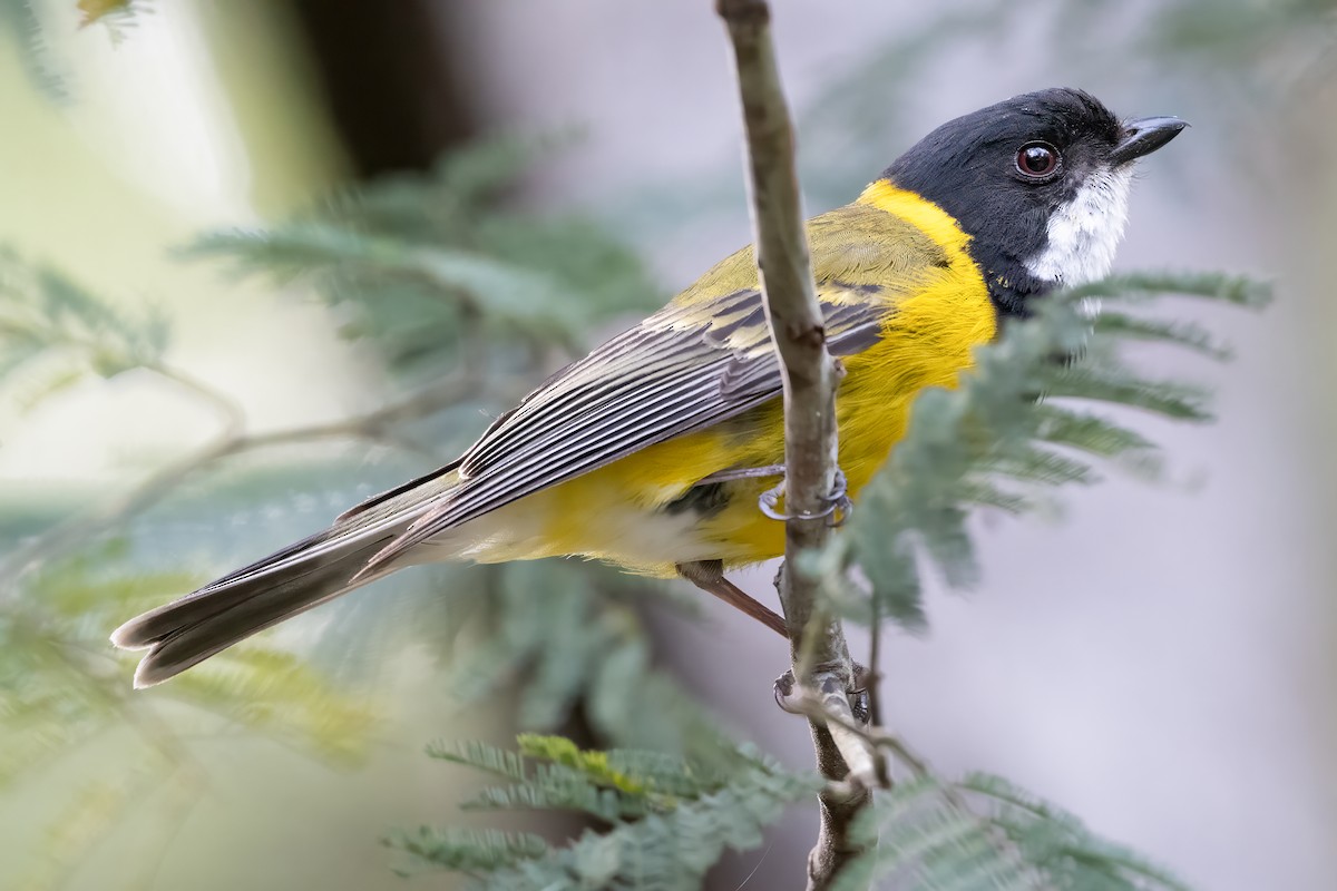 Golden Whistler - ML646720293