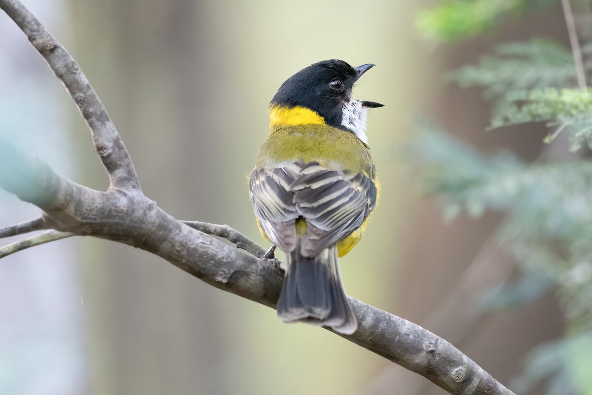 Golden Whistler - ML646720294