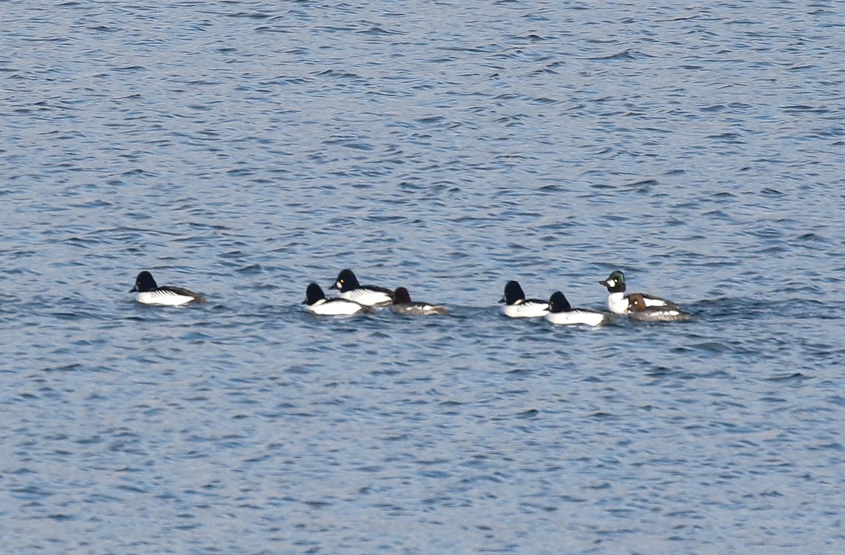 Гоголь - ML646720296