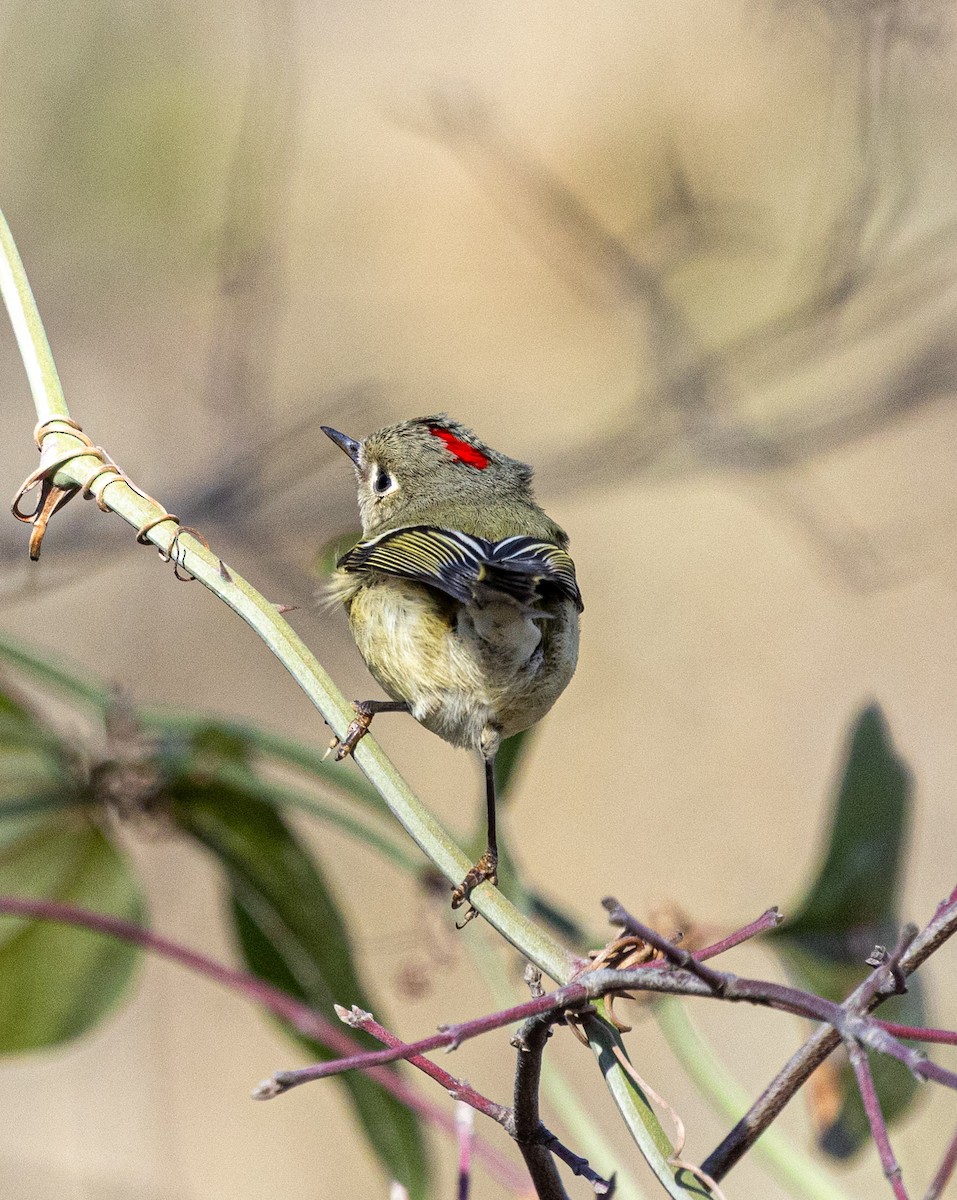 Roitelet à couronne rubis - ML646720297