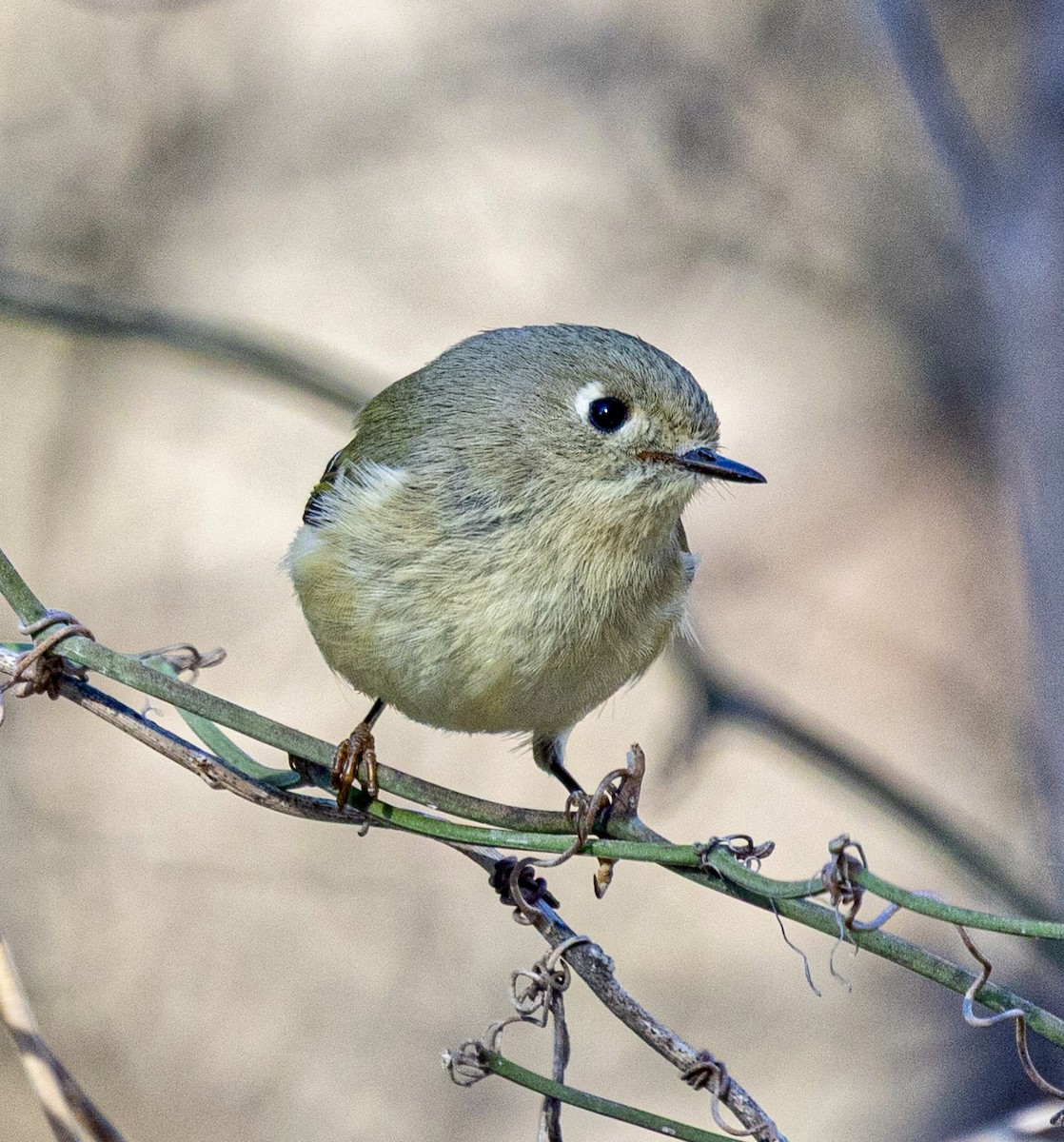 Roitelet à couronne rubis - ML646720298