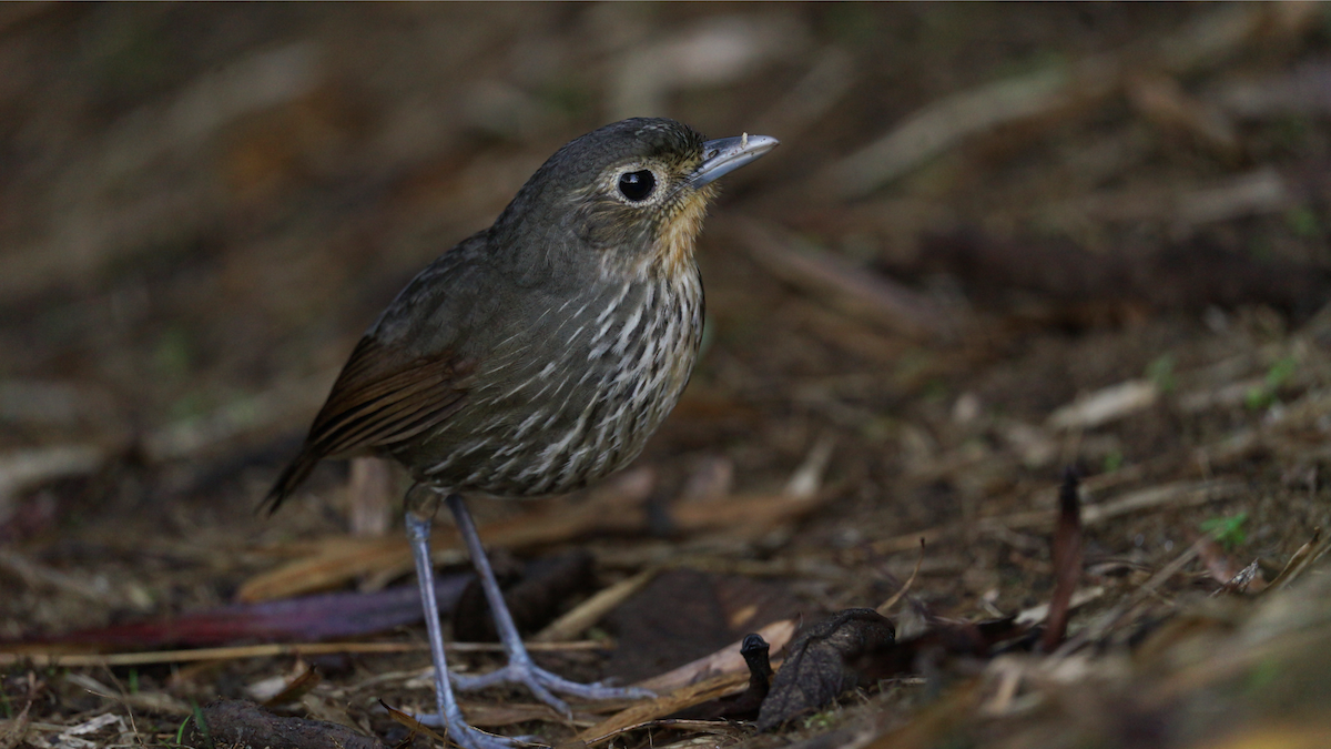 Santa Marta Antpitta - ML646720300