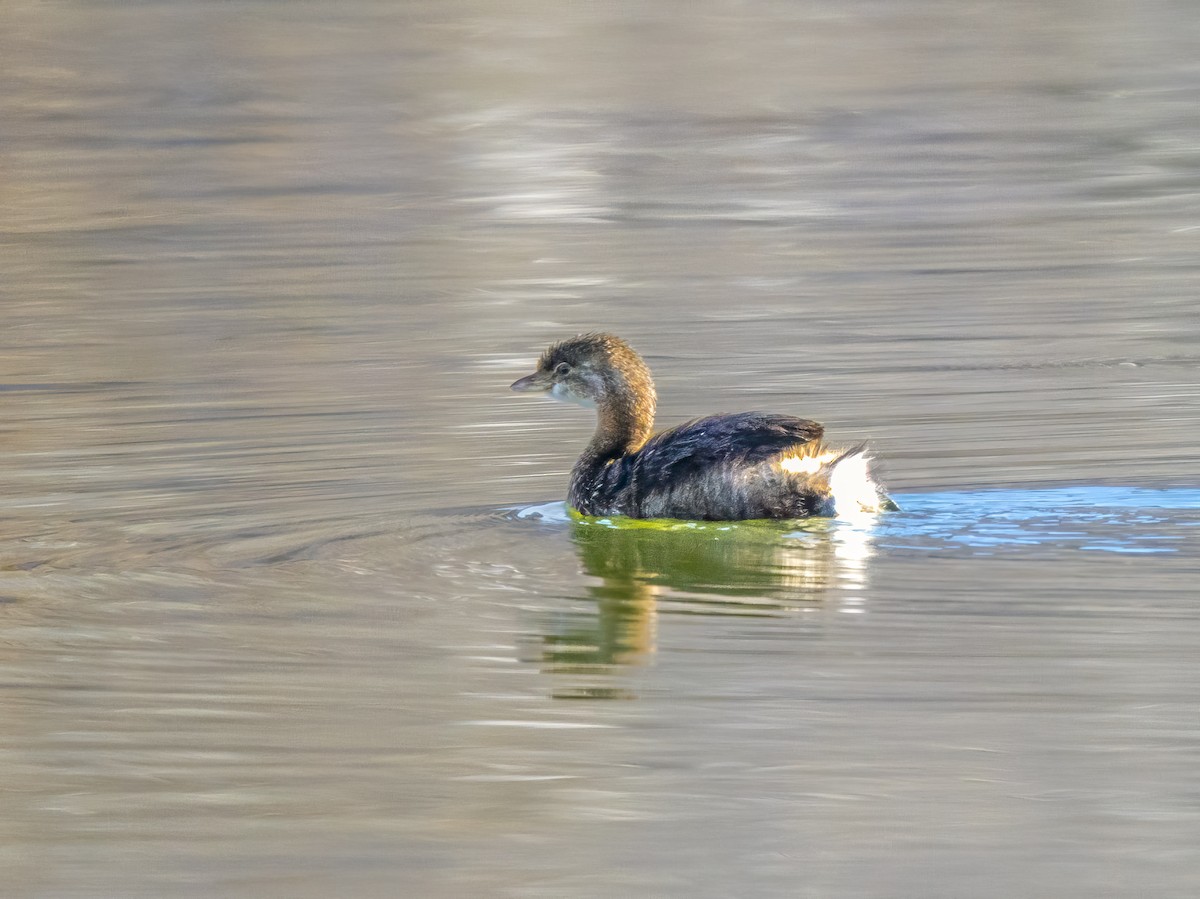טבלן עקוד-מקור - ML646720301