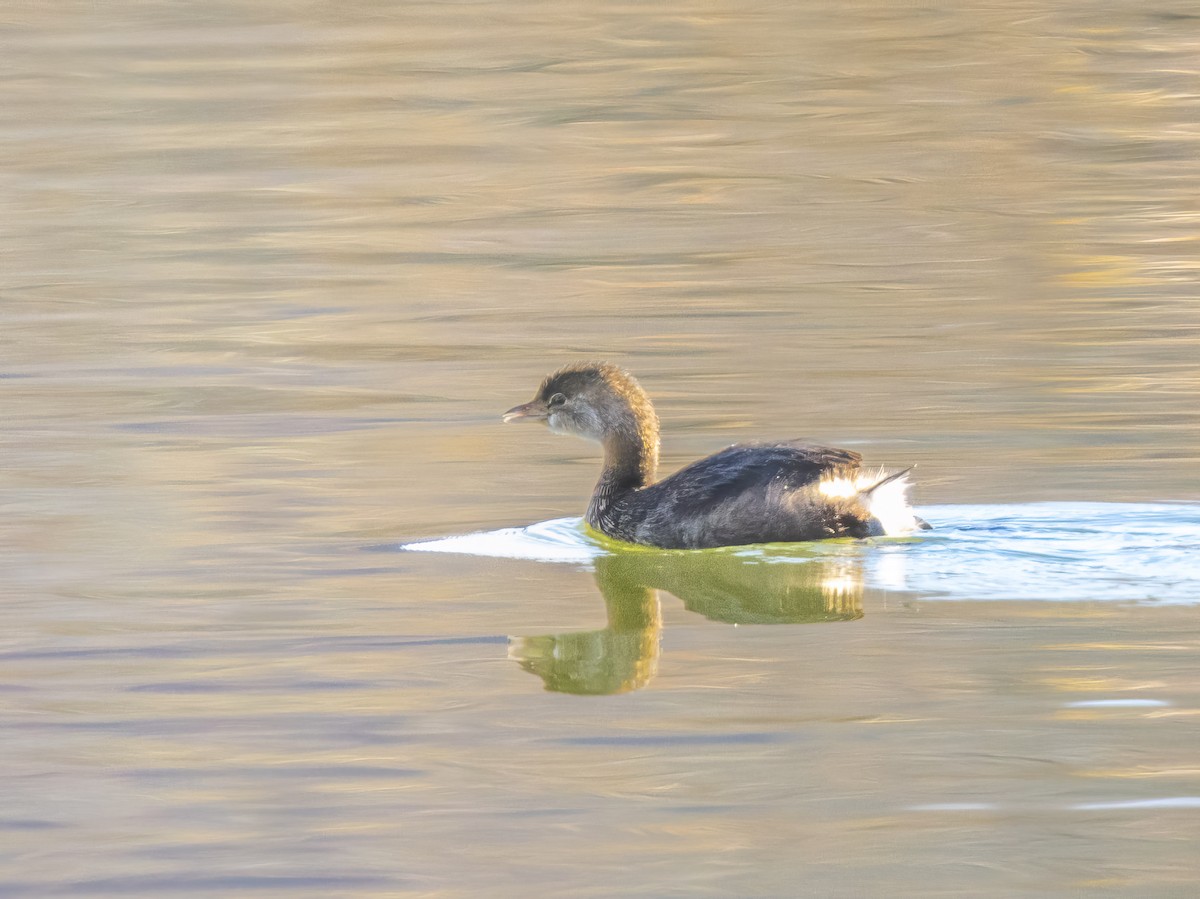 טבלן עקוד-מקור - ML646720302