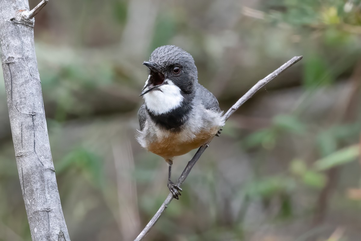 Rufous Whistler - ML646720304