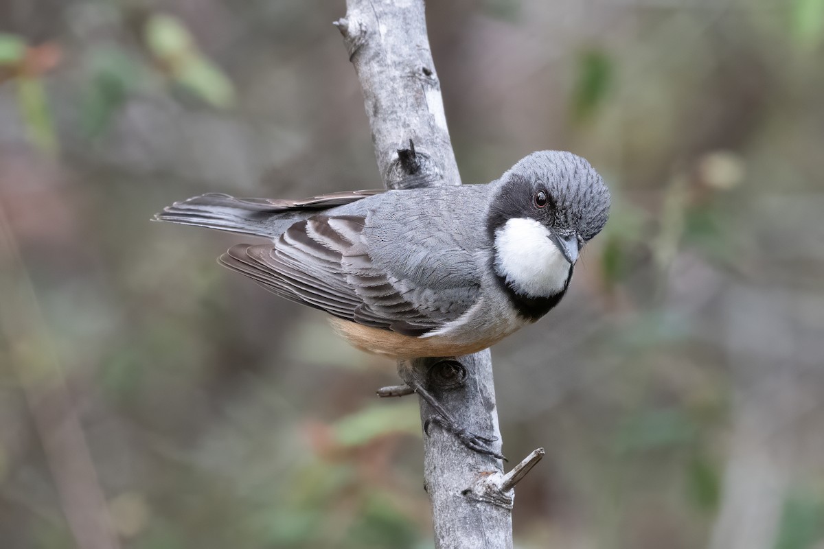 Rufous Whistler - ML646720305