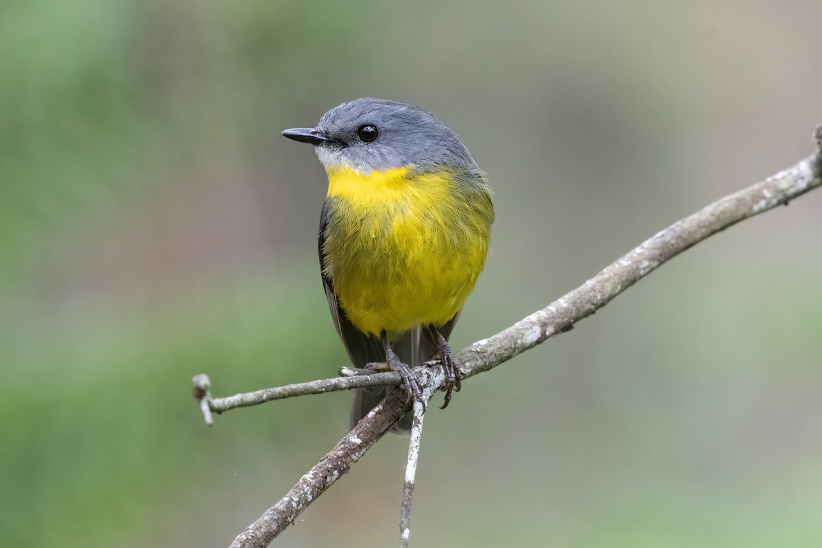 Eastern Yellow Robin - ML646720312