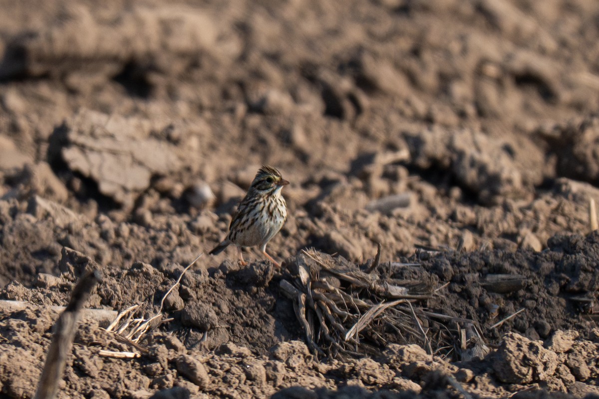 Savannah Serçesi - ML646720313