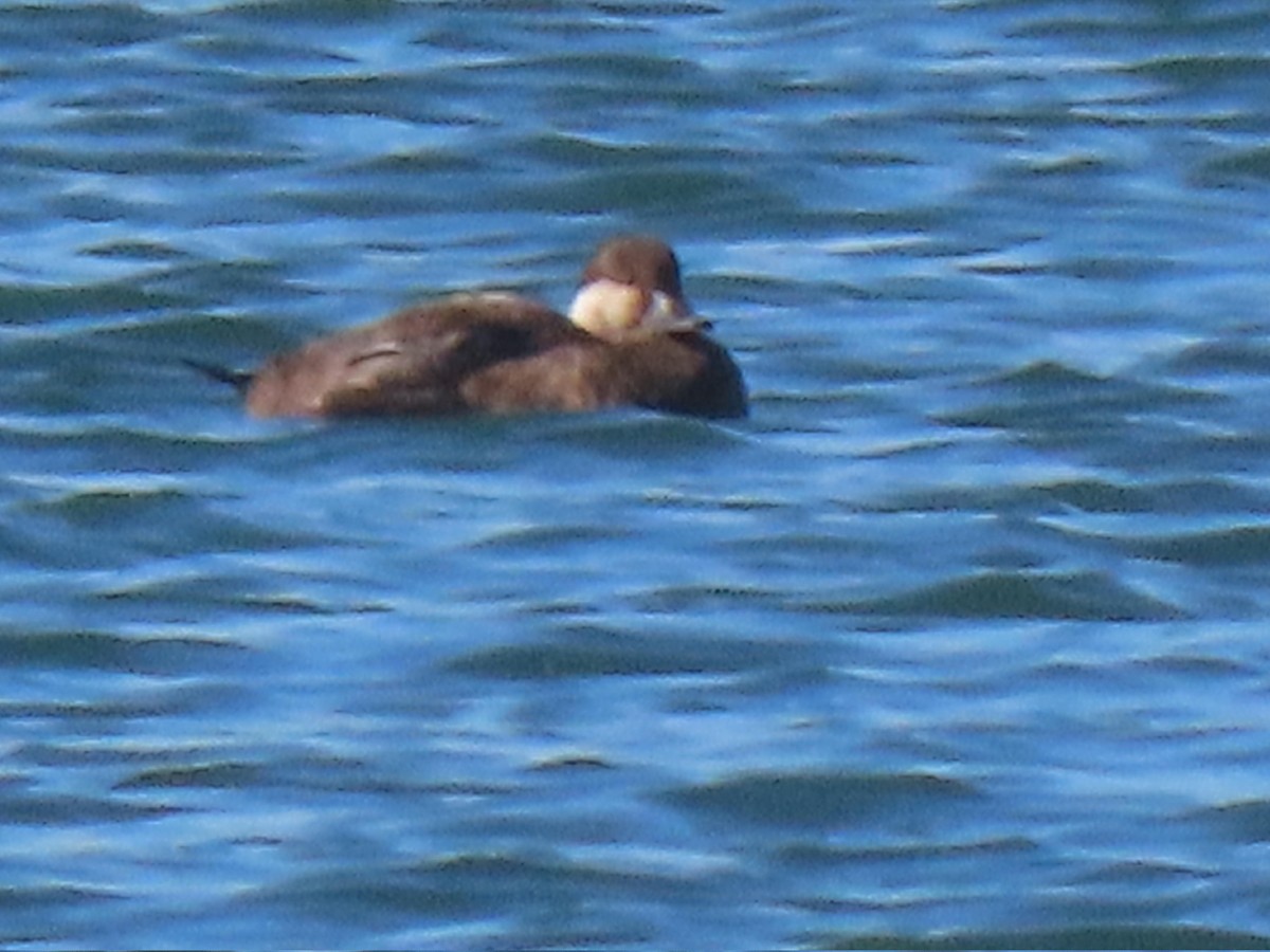 amerikasvartand - ML646720314