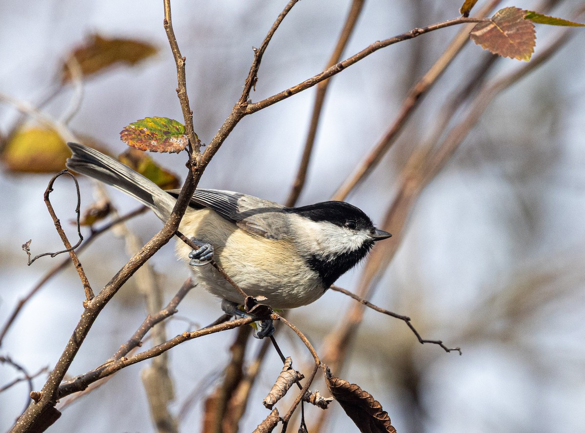 Mésange de Caroline - ML646720316