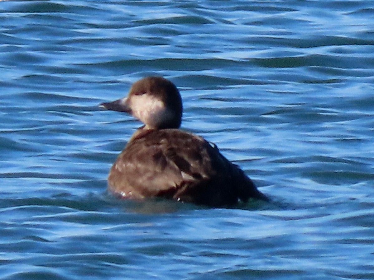 amerikasvartand - ML646720317