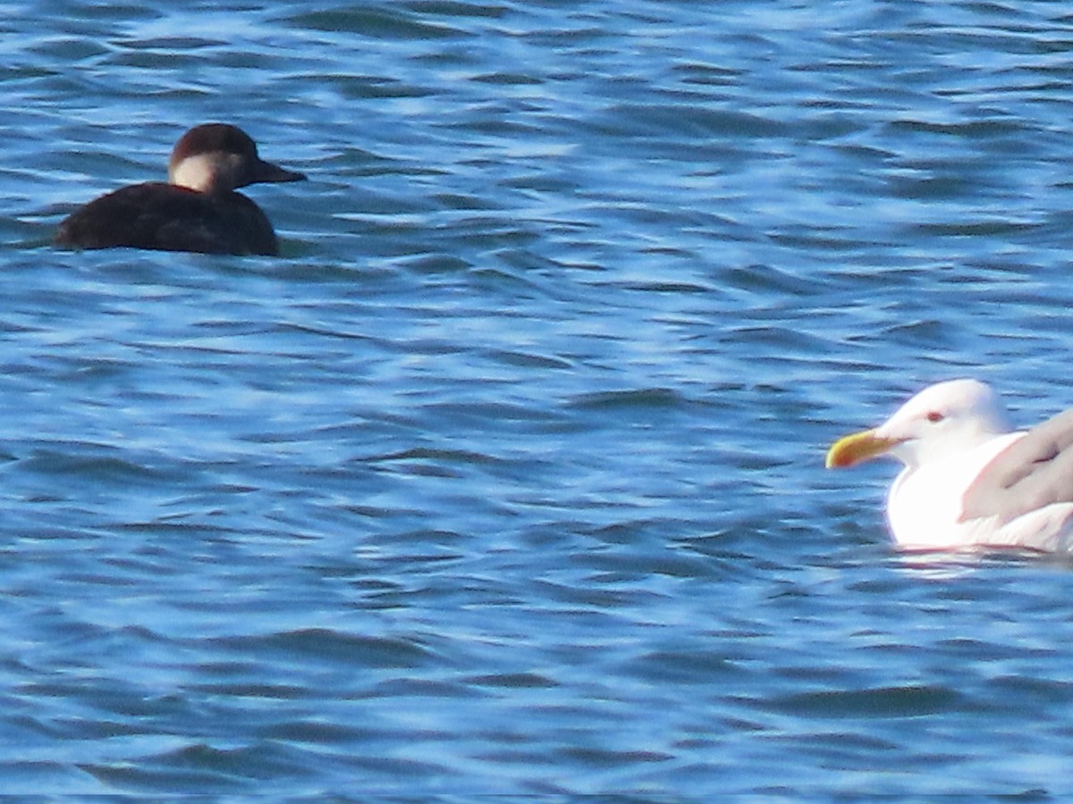 amerikasvartand - ML646720318