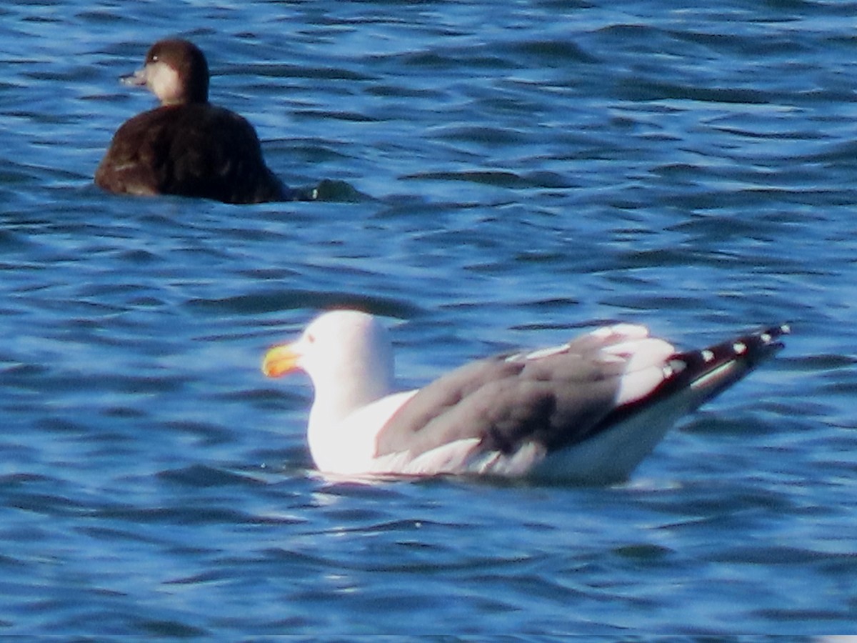 amerikasvartand - ML646720319