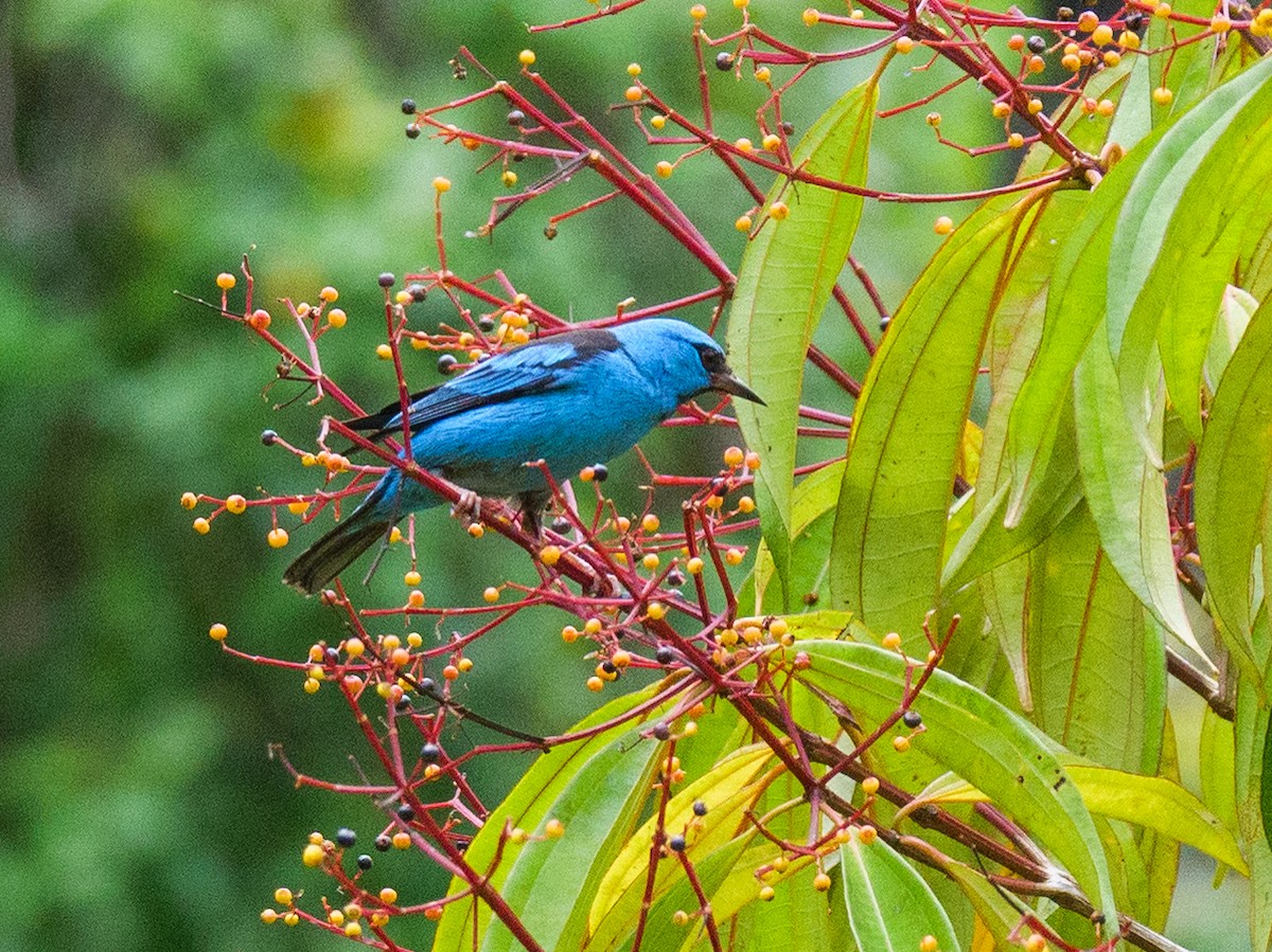 Blue Dacnis - ML646720320