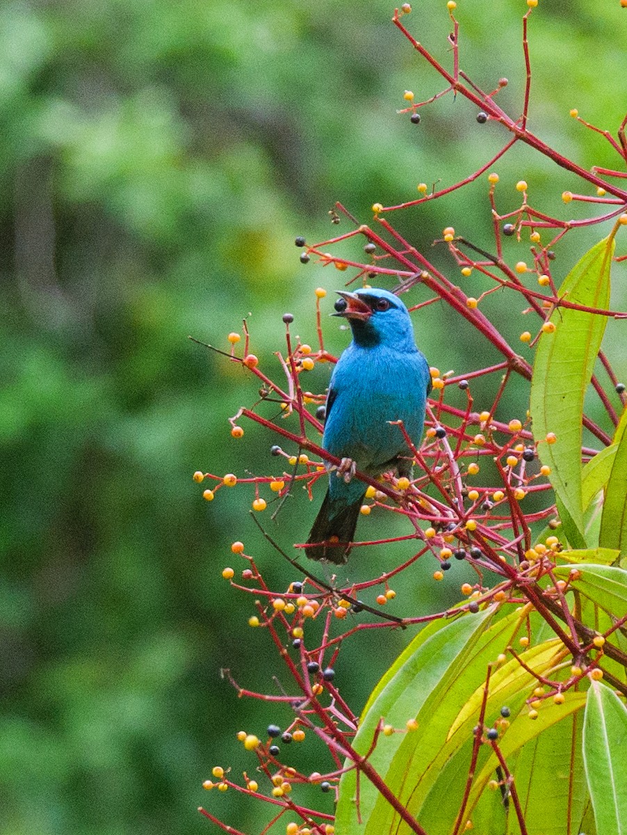 Blue Dacnis - ML646720321