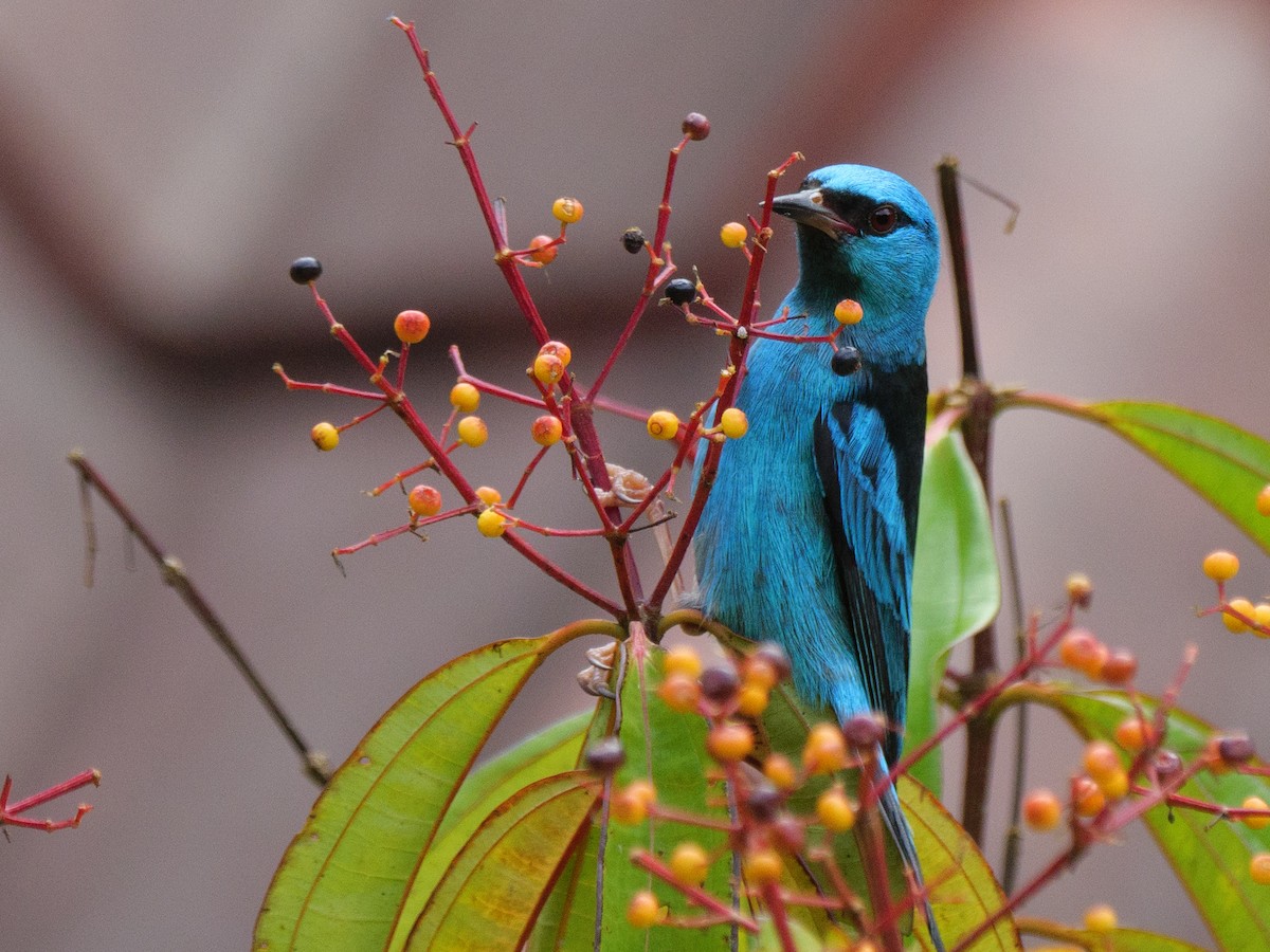 Blue Dacnis - ML646720322