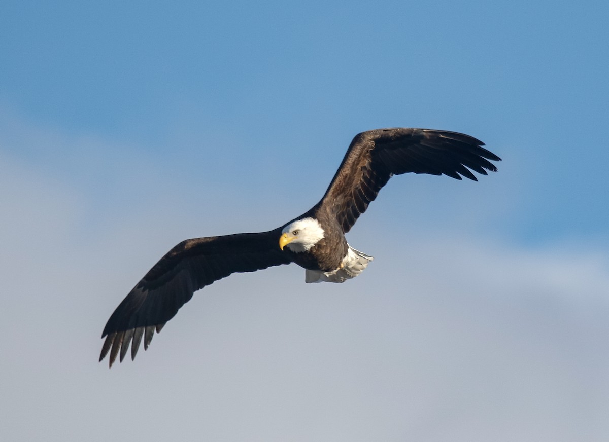 Белоголовый орлан - ML646720326