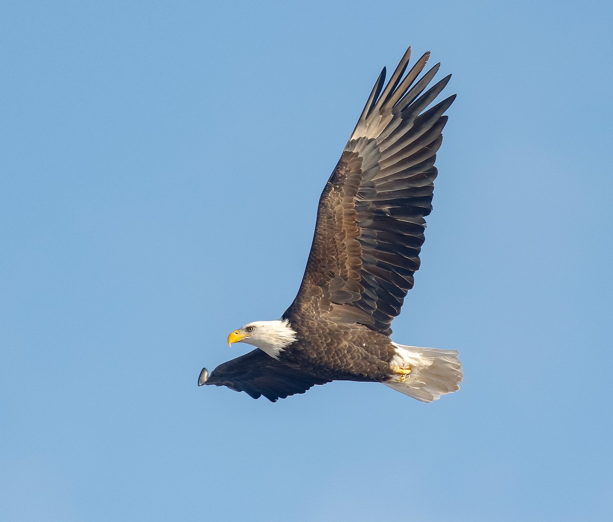 Белоголовый орлан - ML646720327