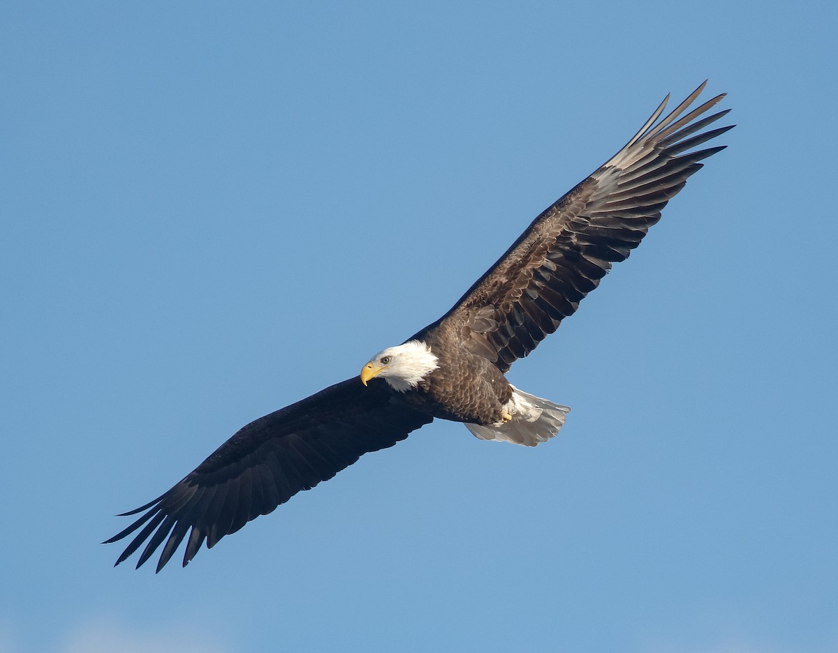 Белоголовый орлан - ML646720328