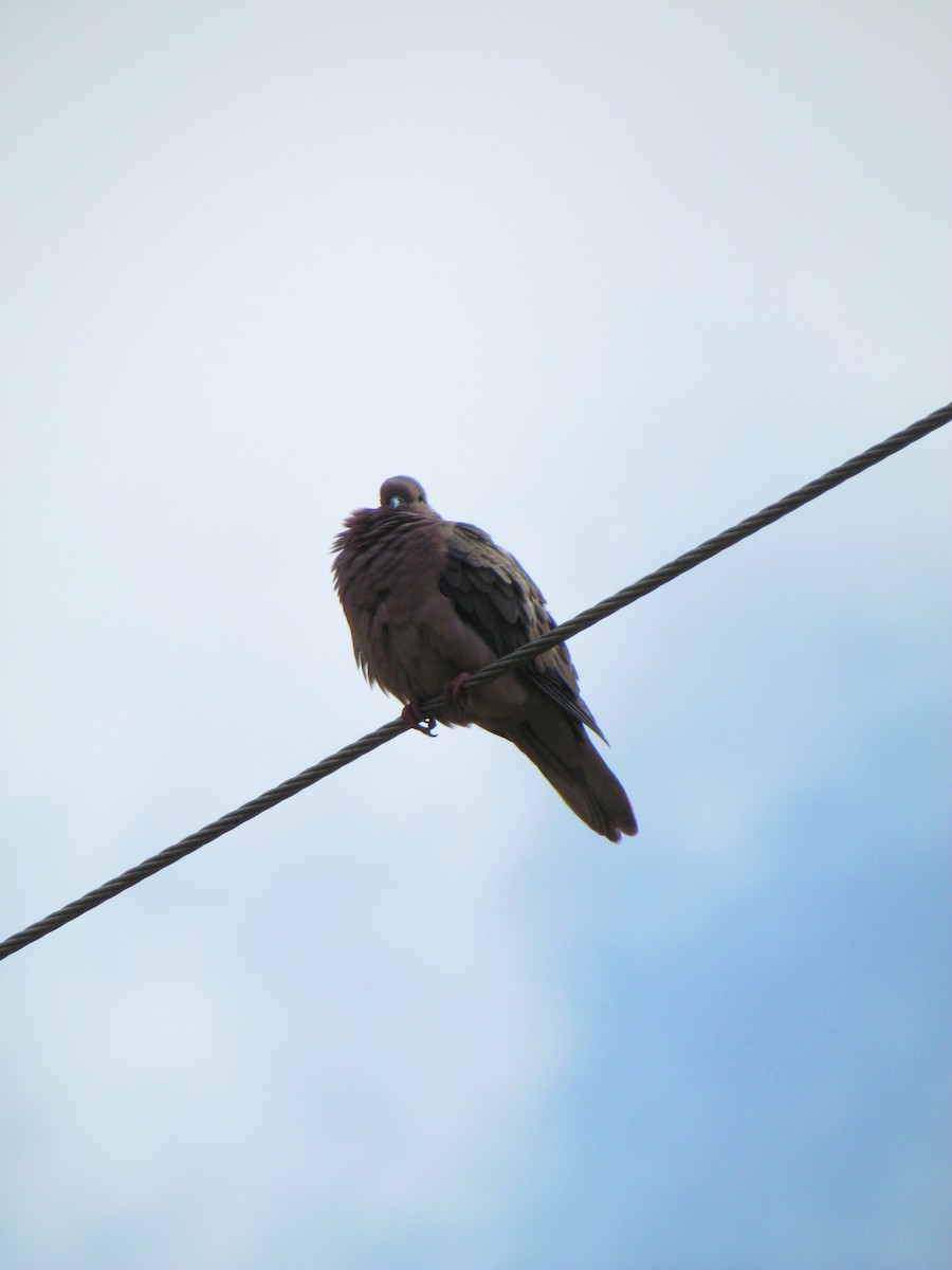 Eared Dove - ML646720330