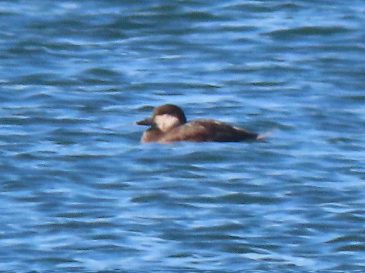 amerikasvartand - ML646720333