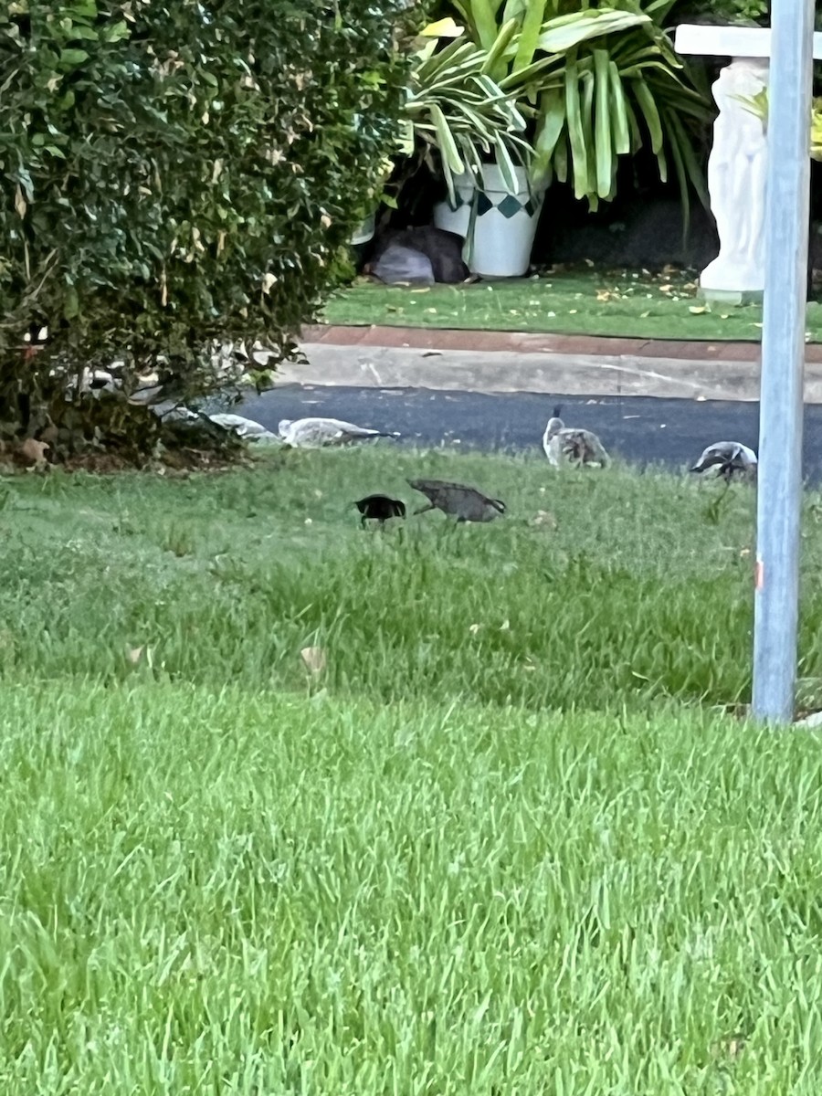 båndrikse - ML646720334