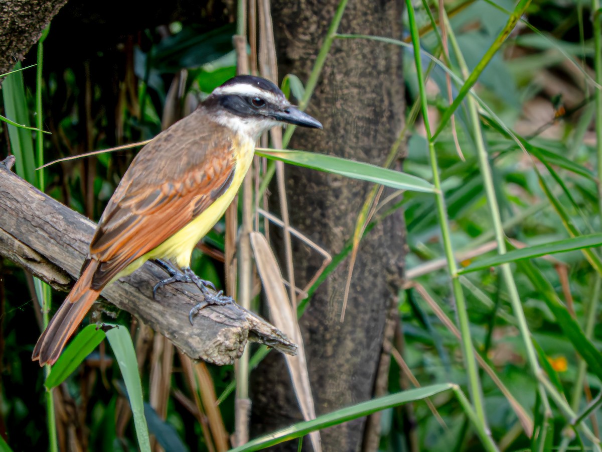 Tyran quiquivi - ML646720335