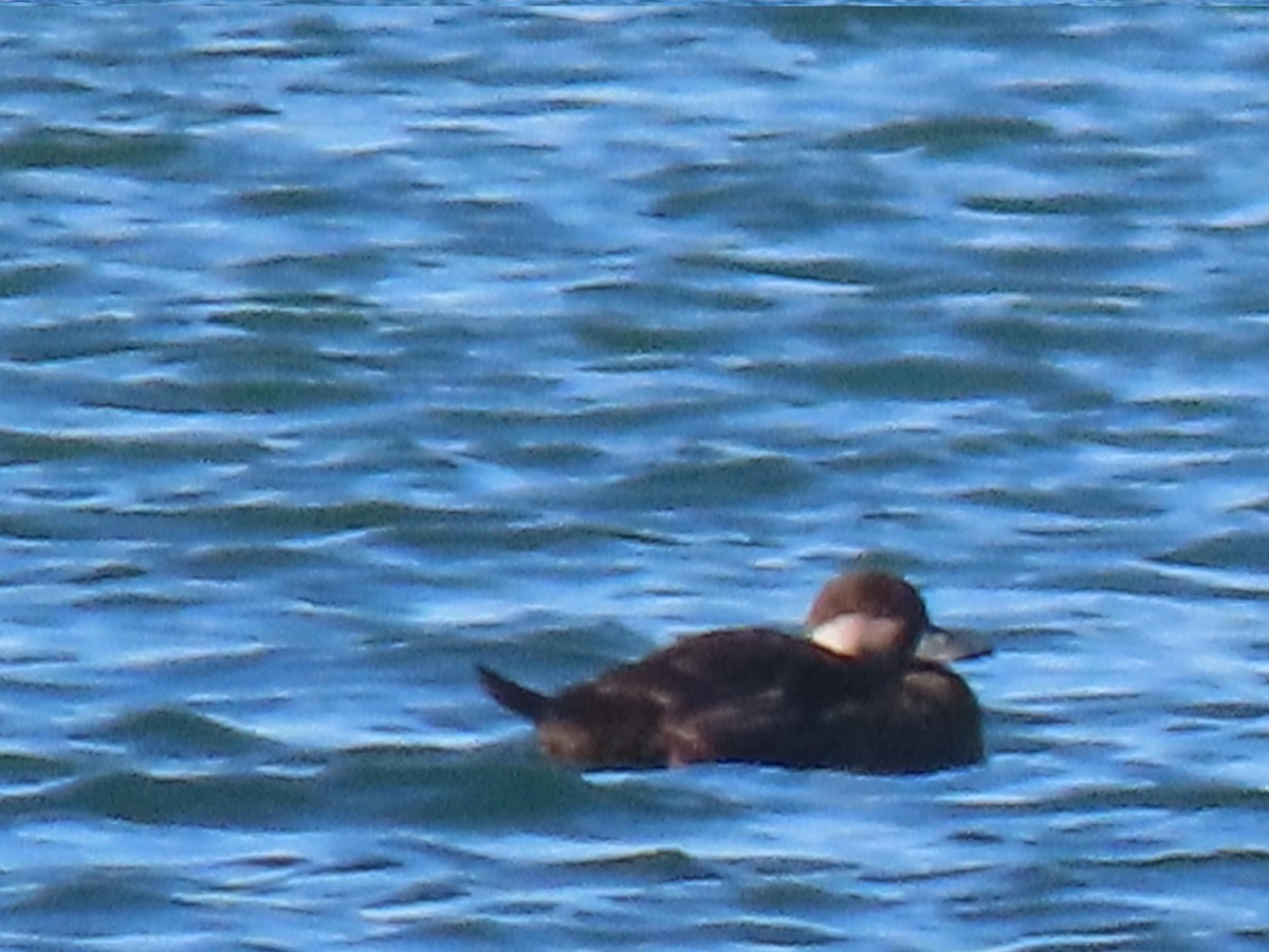 amerikasvartand - ML646720336