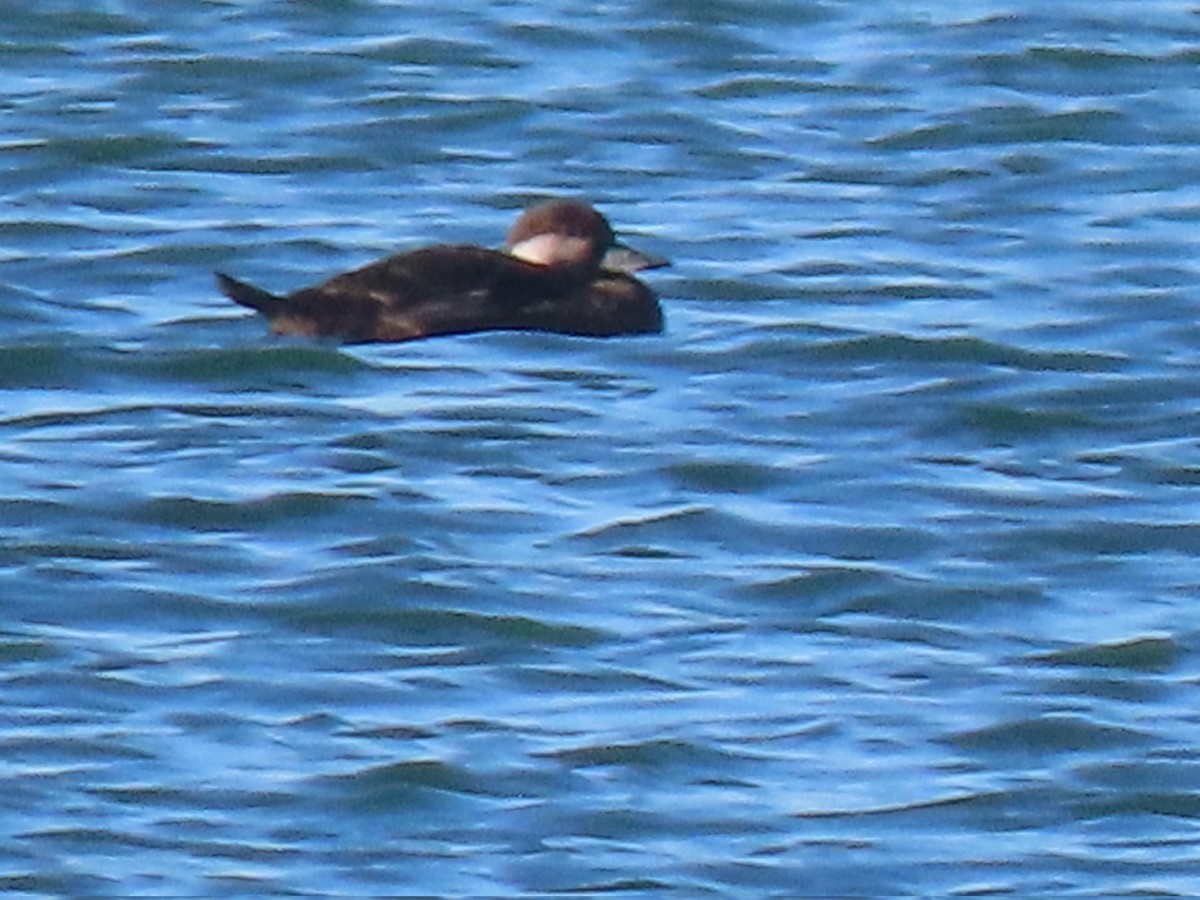 amerikasvartand - ML646720342