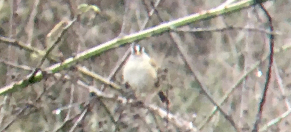White-crowned Sparrow - ML646720352