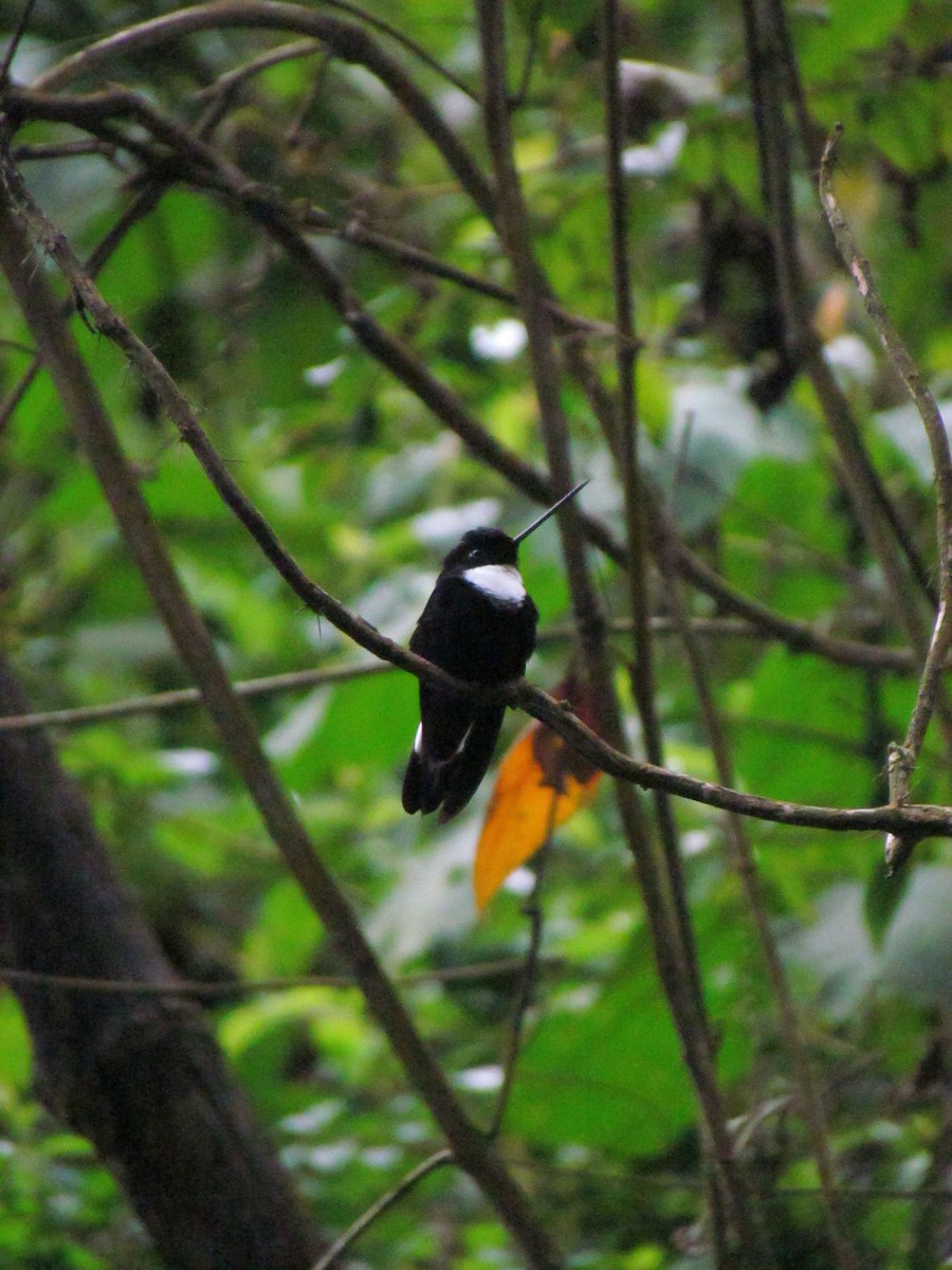 Collared Inca - ML646720353