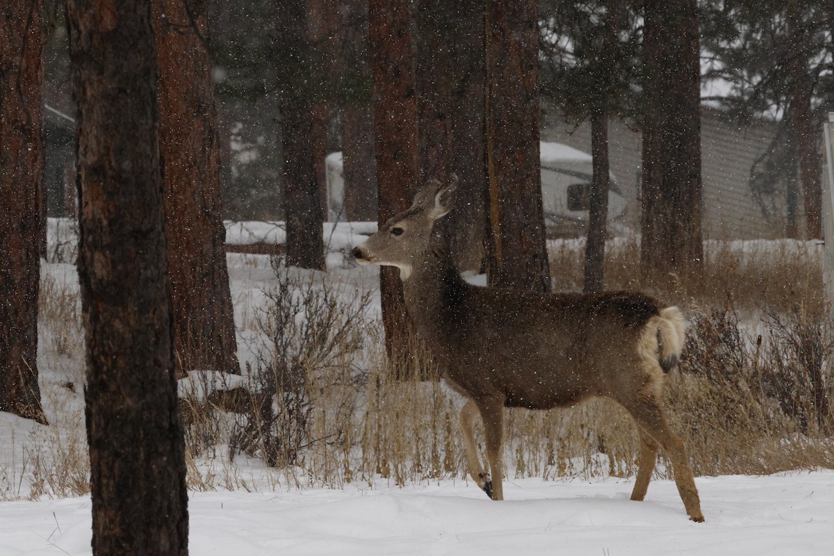 Maultierhirsch - ML646720355