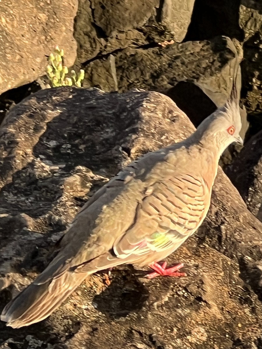 toppdue - ML646720356