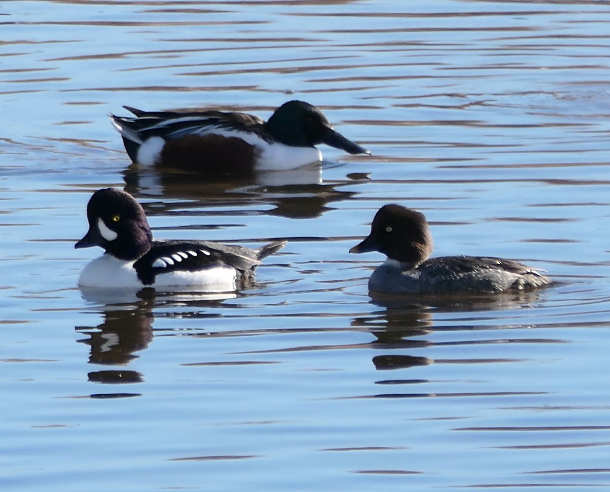 キタホオジロガモ - ML646720357