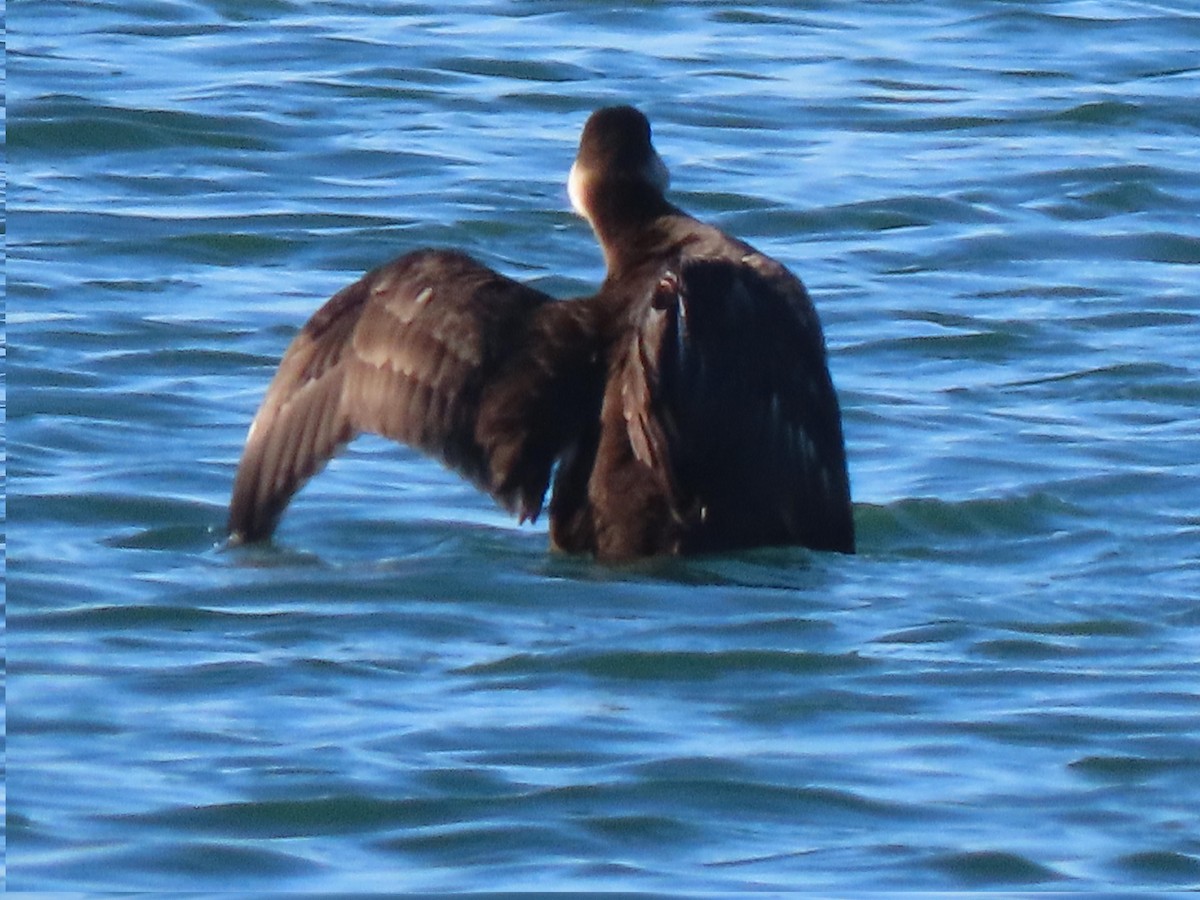 amerikasvartand - ML646720359