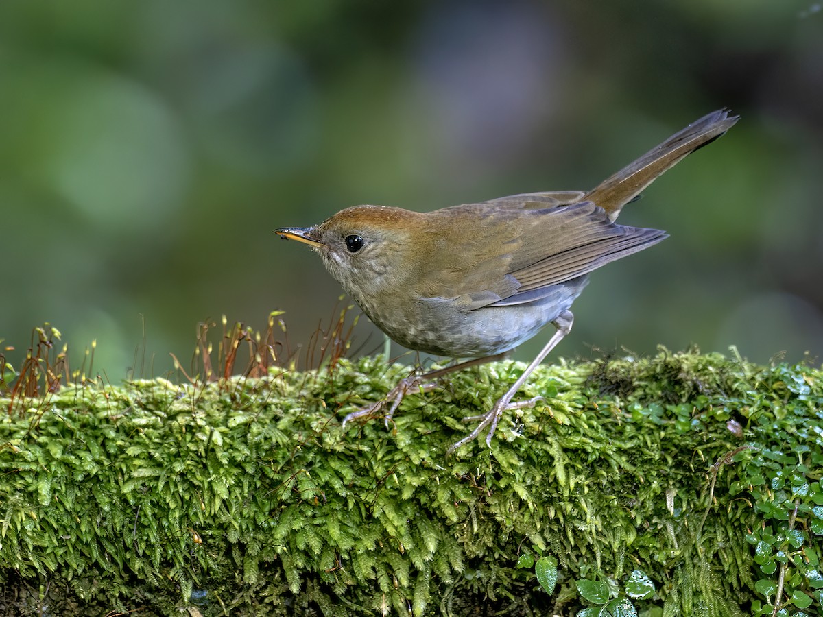 Ruddy-capped Nightingale-Thrush - ML646720363