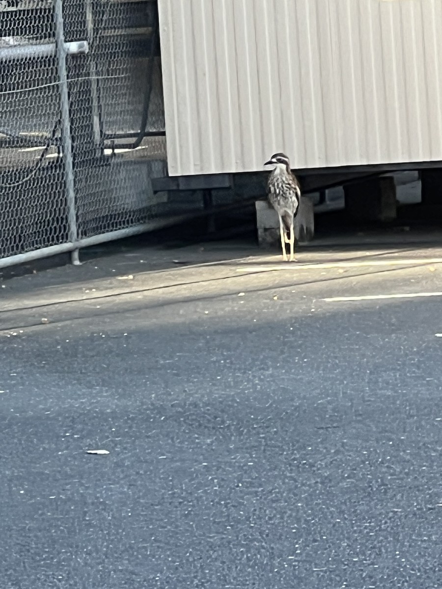 styltetriel - ML646720364