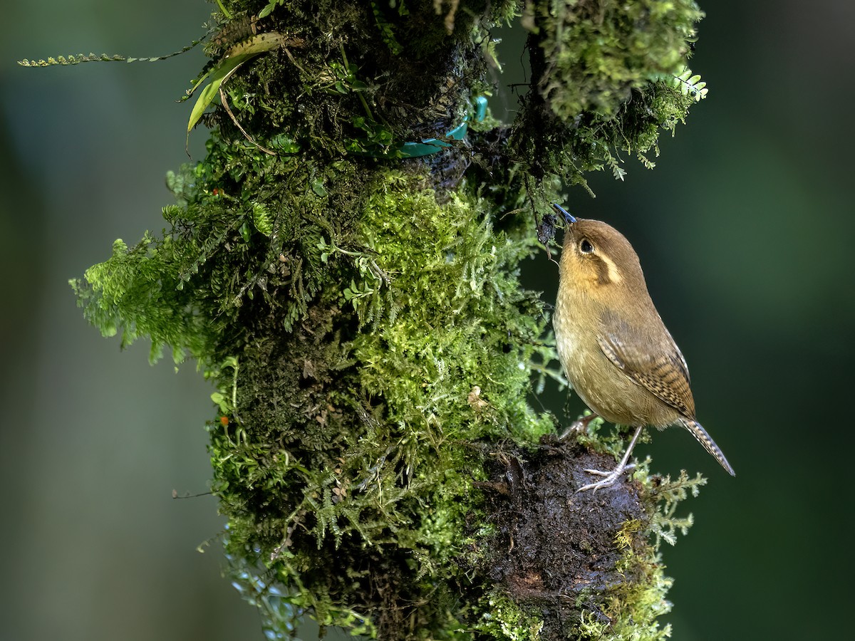 Ochraceous Wren - ML646720365