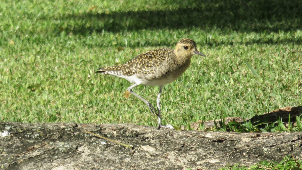 Сивка бурокрила - ML646720366