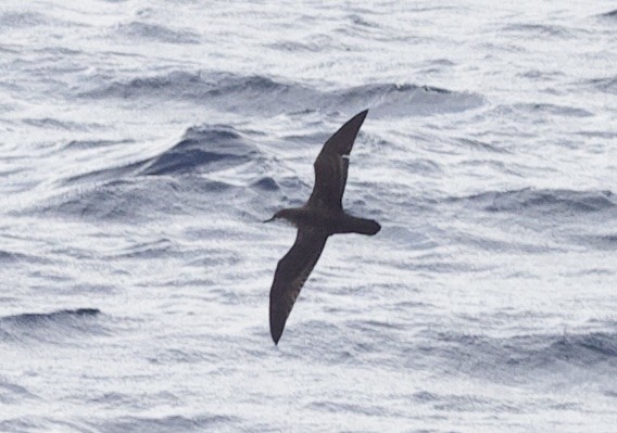 Galapagos Yelkovanı - ML646720367