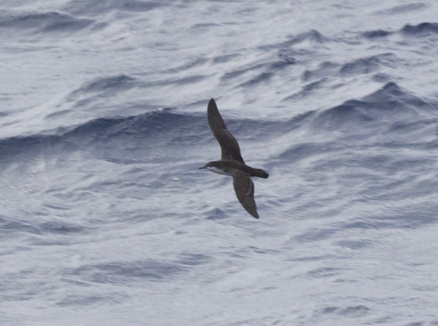 Galapagos Yelkovanı - ML646720368