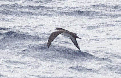 Galapagos Yelkovanı - ML646720369